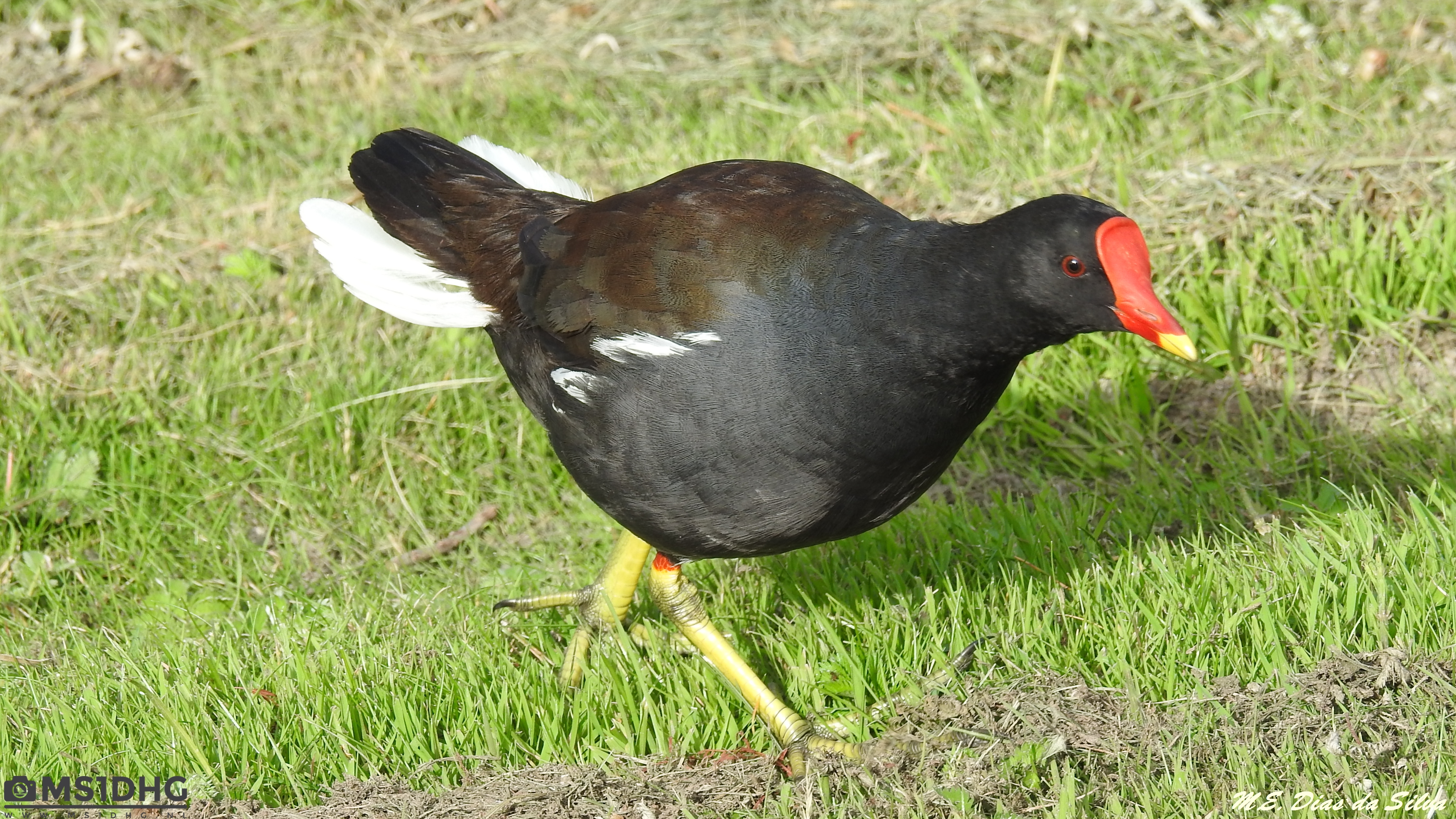 Galinha-d'água (Gallinula chloropus) Galinha-d'%c3%a1gua