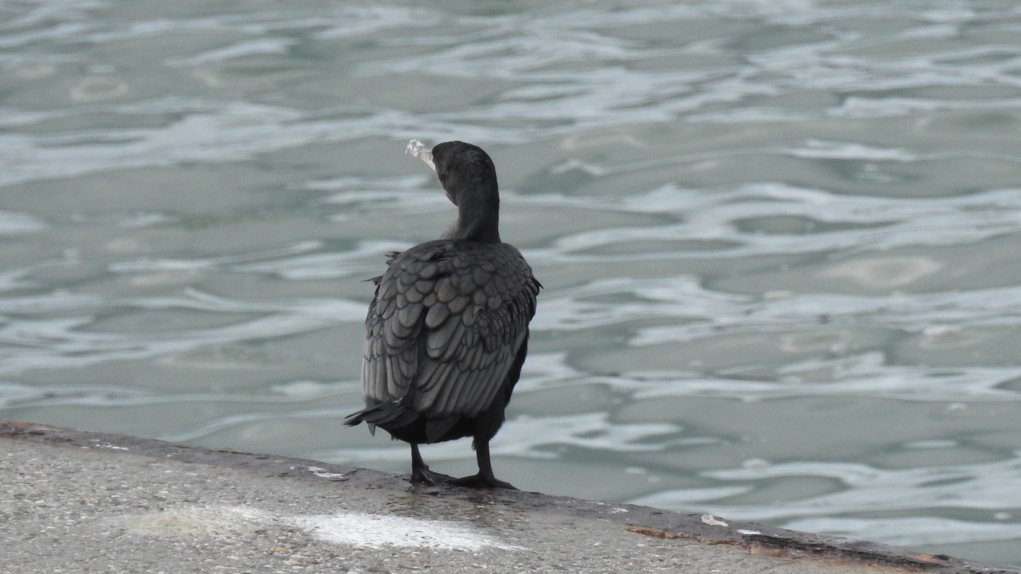 Ajuda id pato-preto gaivotas etc... Corvo-de-crista