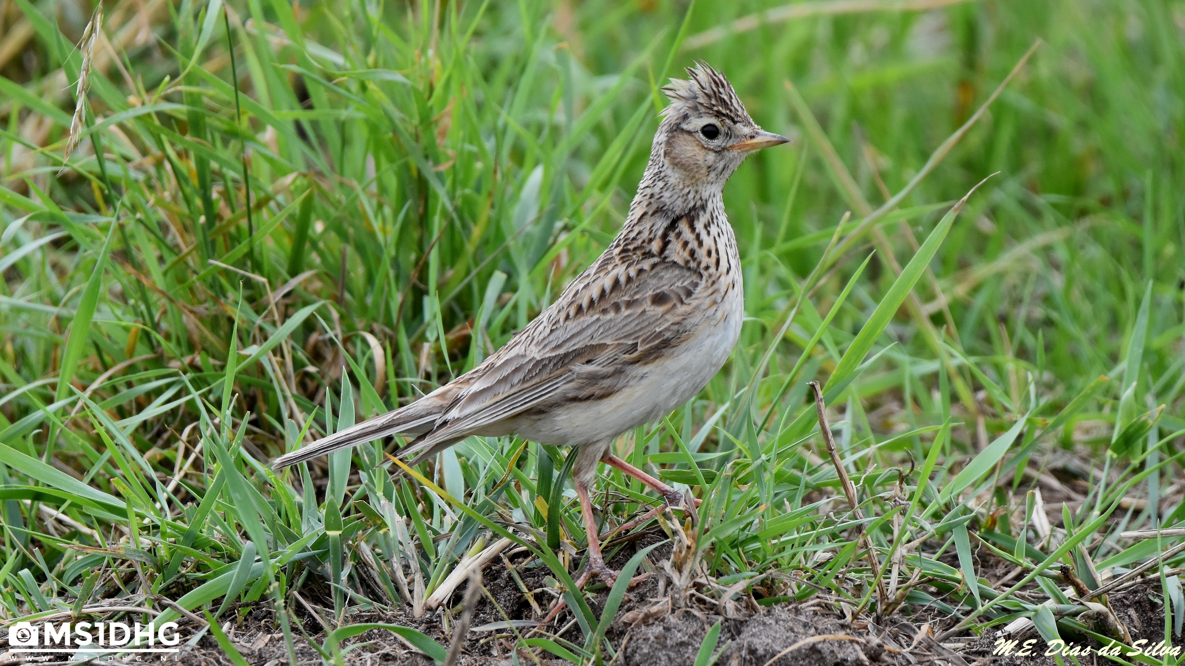 Laverca Alauda arvensis Laverca%20(3)