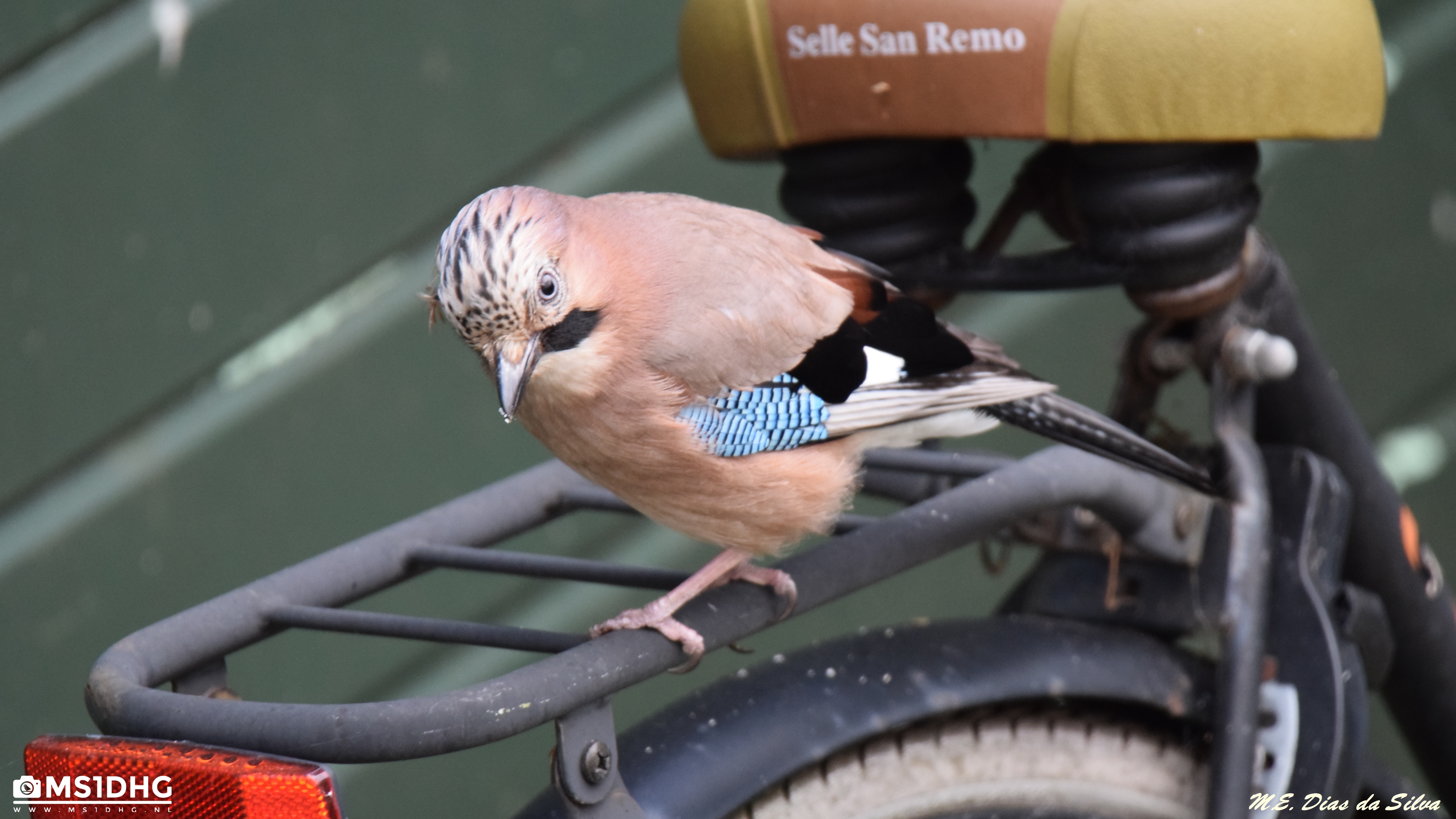 No Pais das bicicletas os gaios querem andar tambem! Gaio12