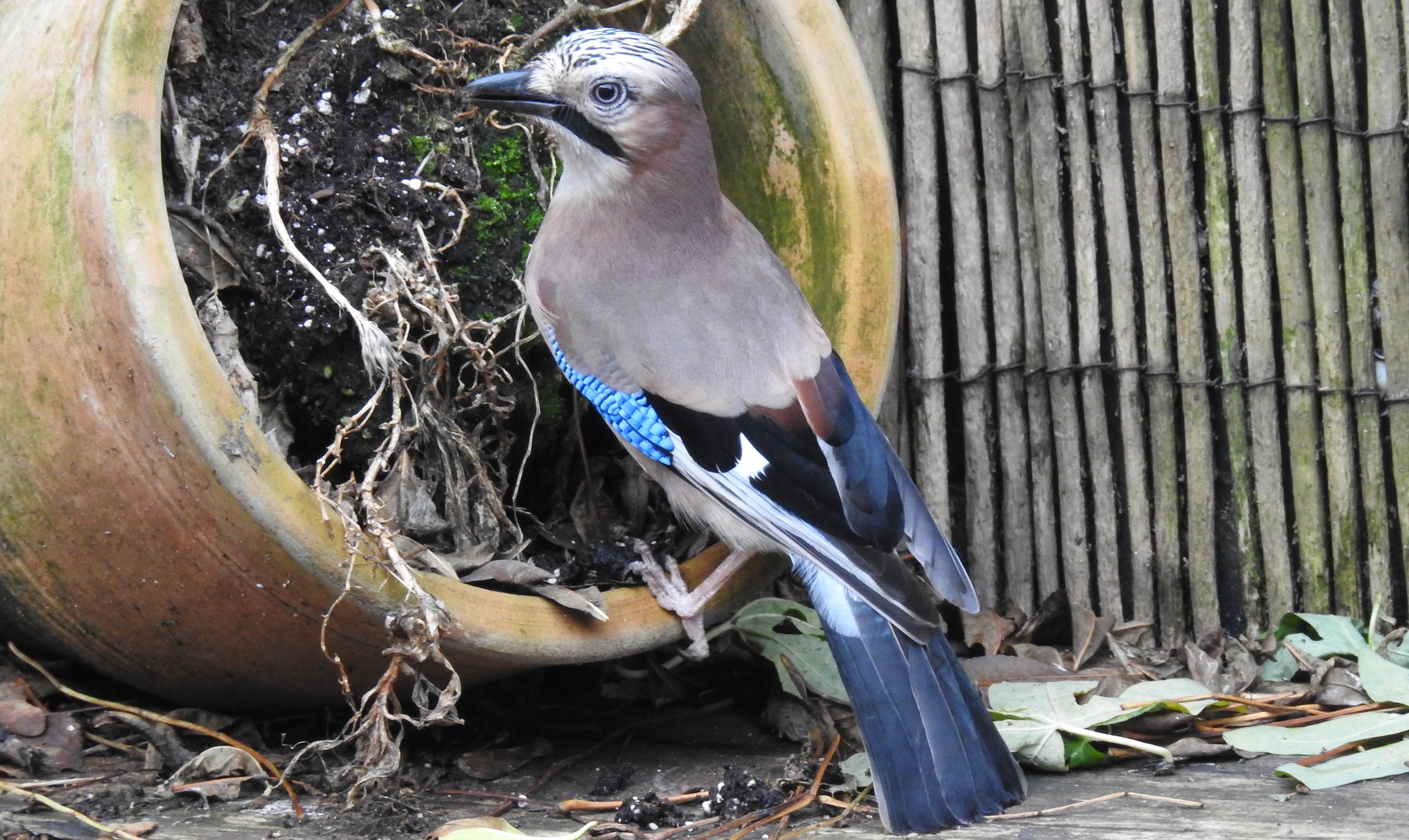 Gaio (Garrulus glandarius) hoje de visita atras de casa Gaio2