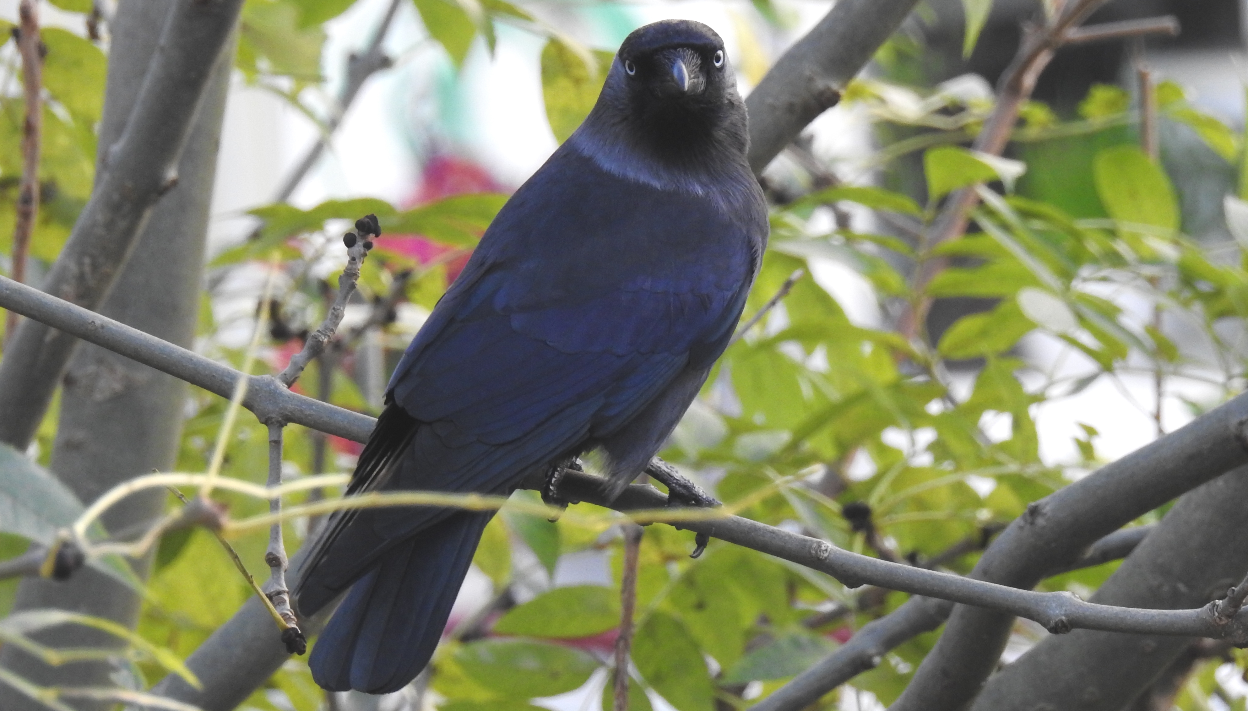 Gralha-de-nuca-cinzenta Corvus monedula Gralha-cinzenta2