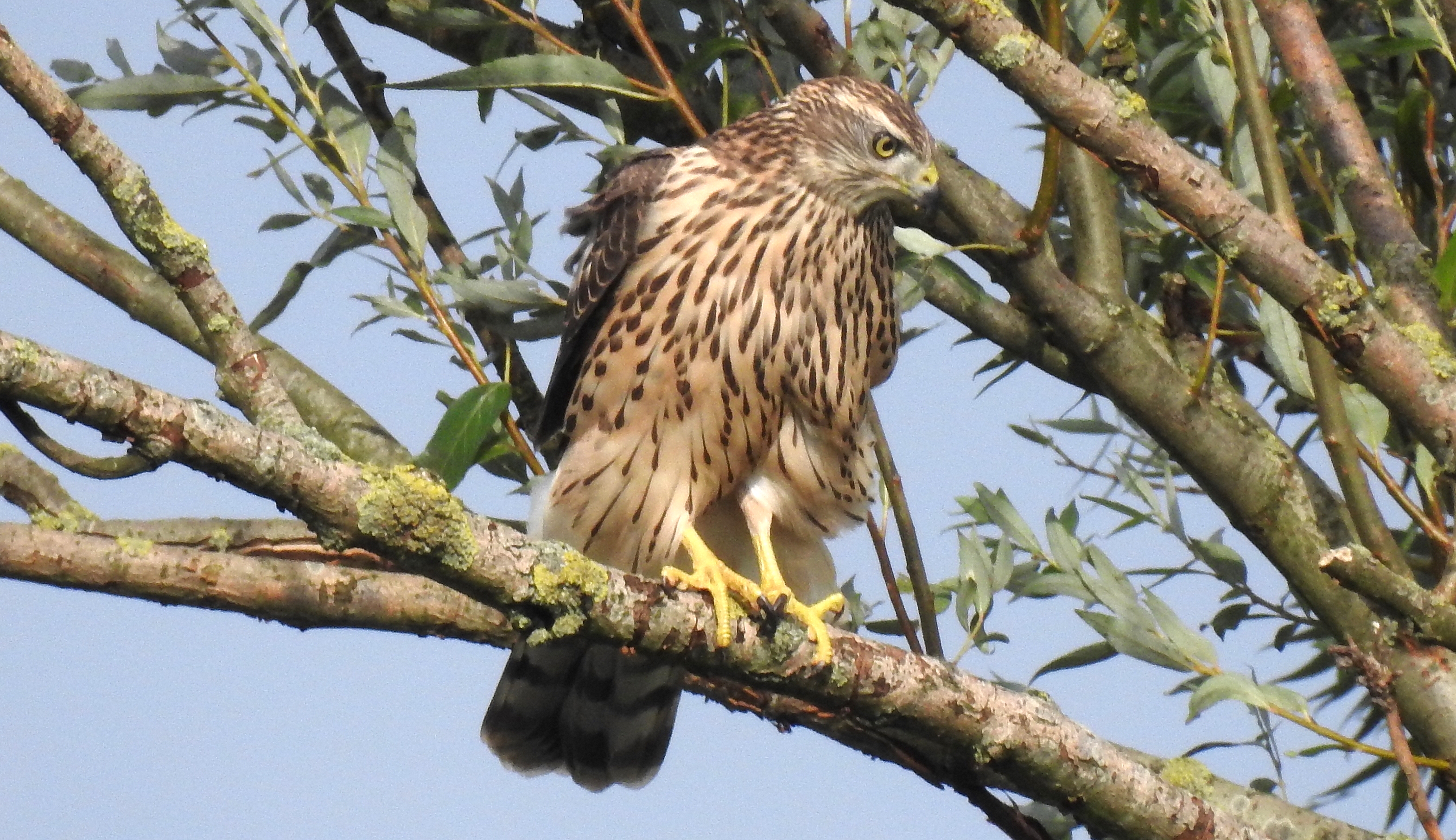 Açor (Accipiter gentilis) Havik