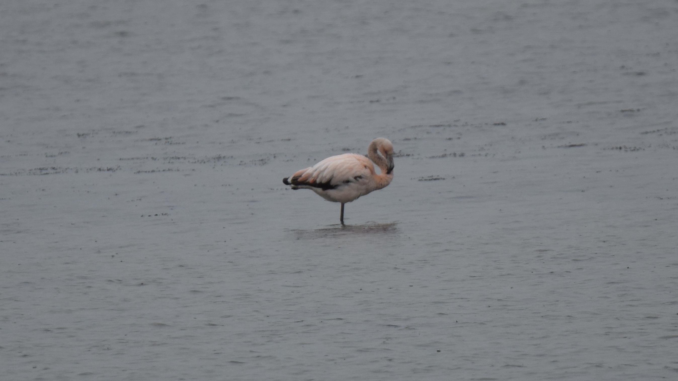 ID :Chileense flamingo (Phoenicopterus chilensis) etc.. DSC_3115-crop