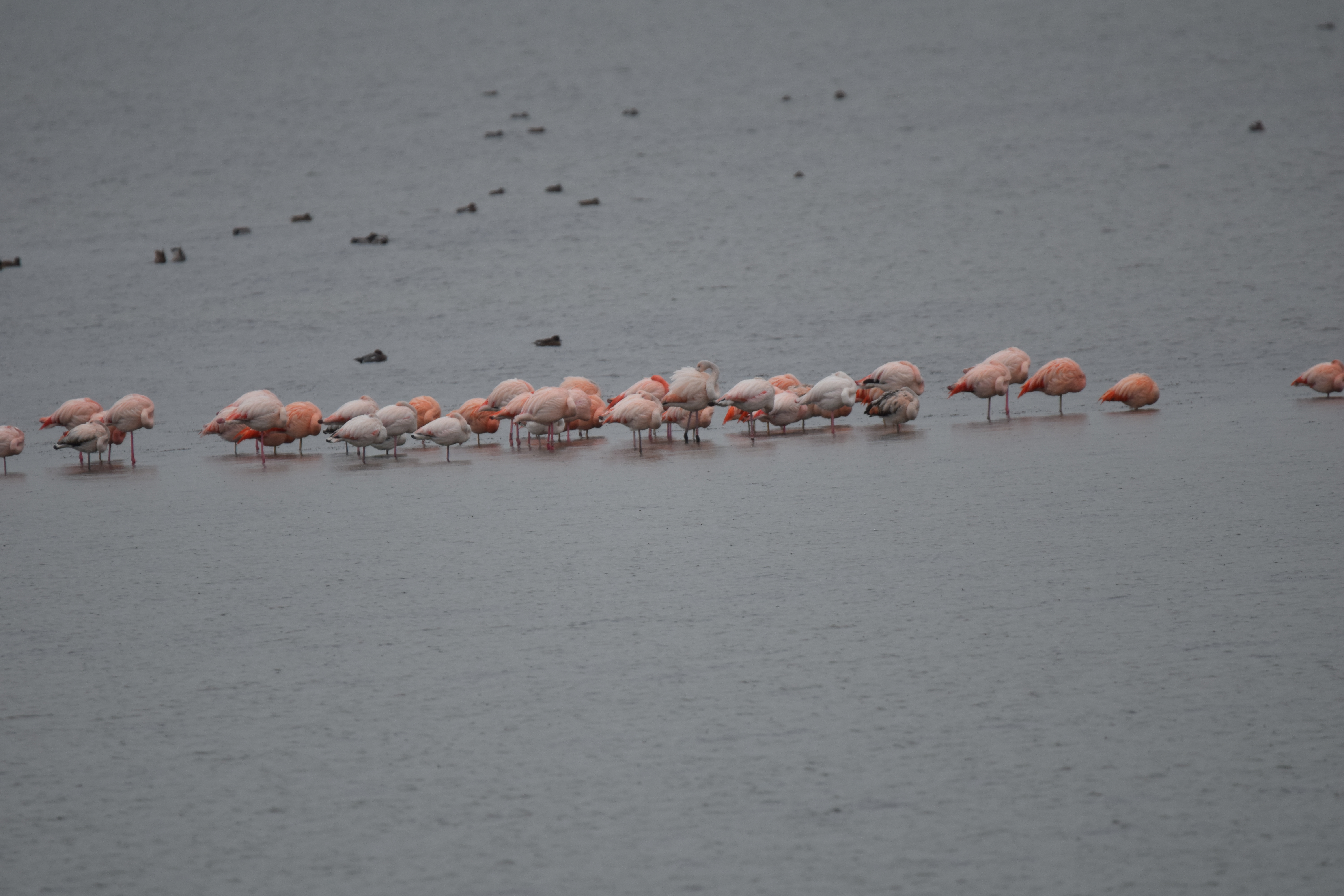 ID :Chileense flamingo (Phoenicopterus chilensis) etc.. DSC_3118