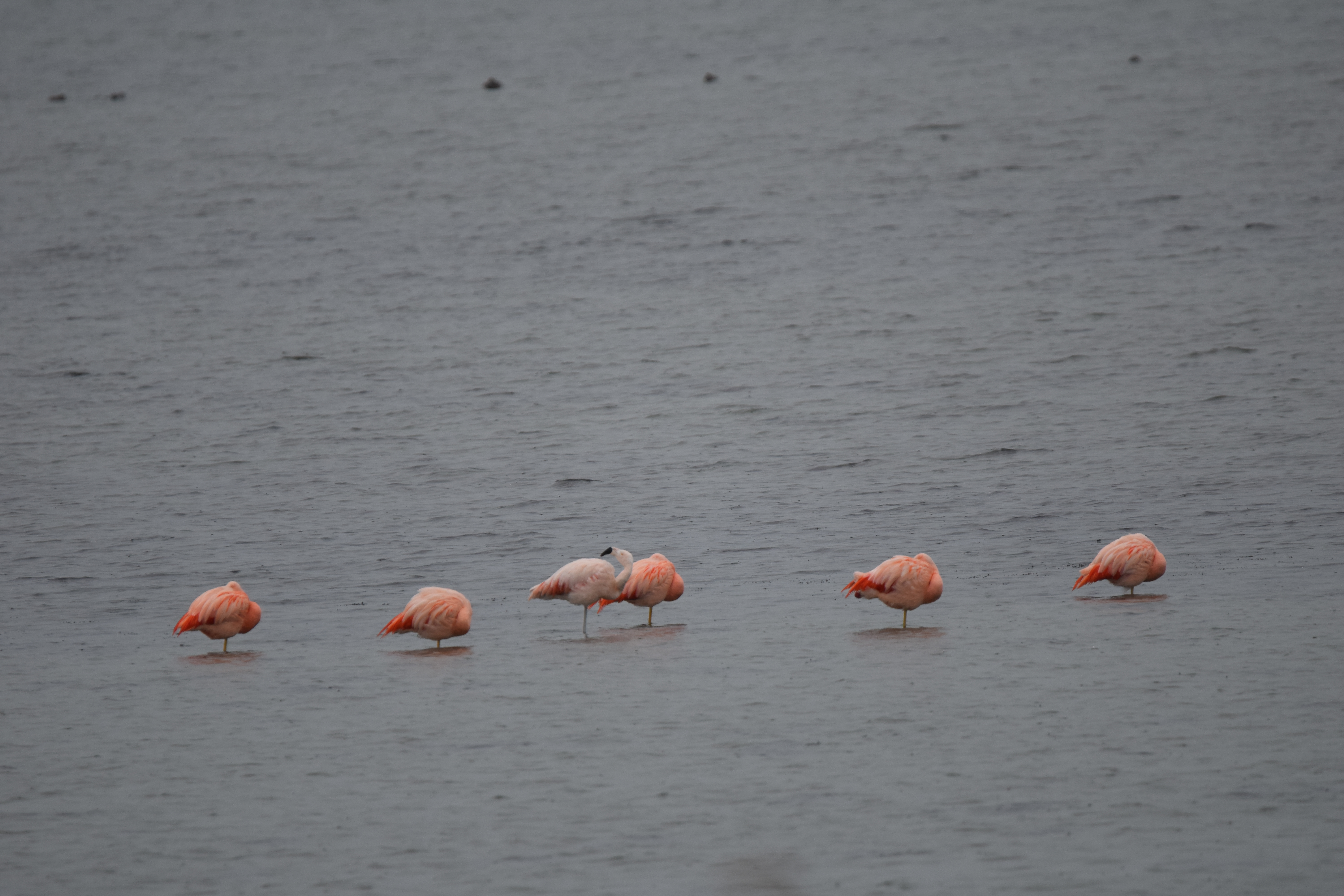 ID :Chileense flamingo (Phoenicopterus chilensis) etc.. DSC_3132