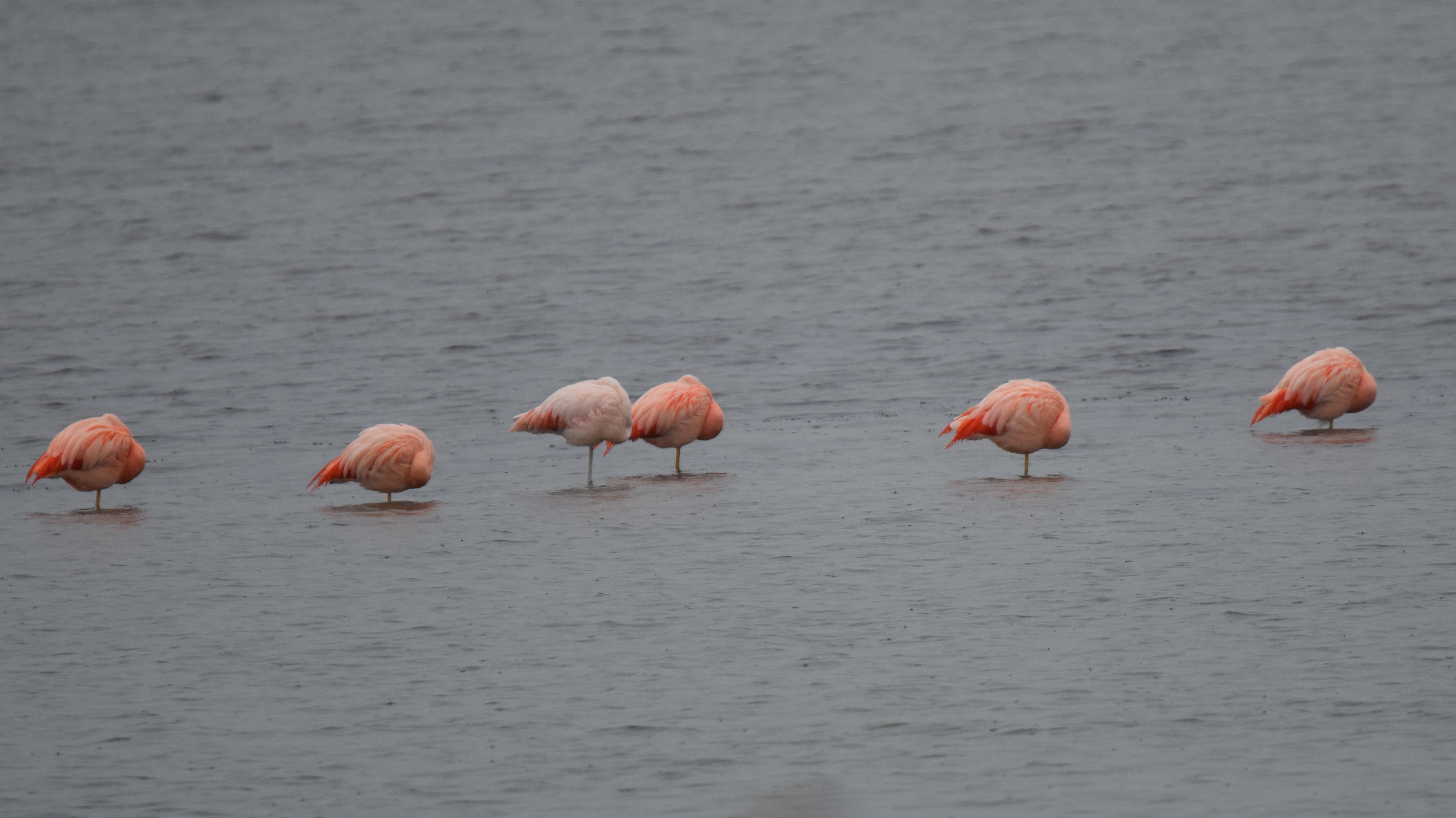 ID :Chileense flamingo (Phoenicopterus chilensis) etc.. DSC_3139-crop