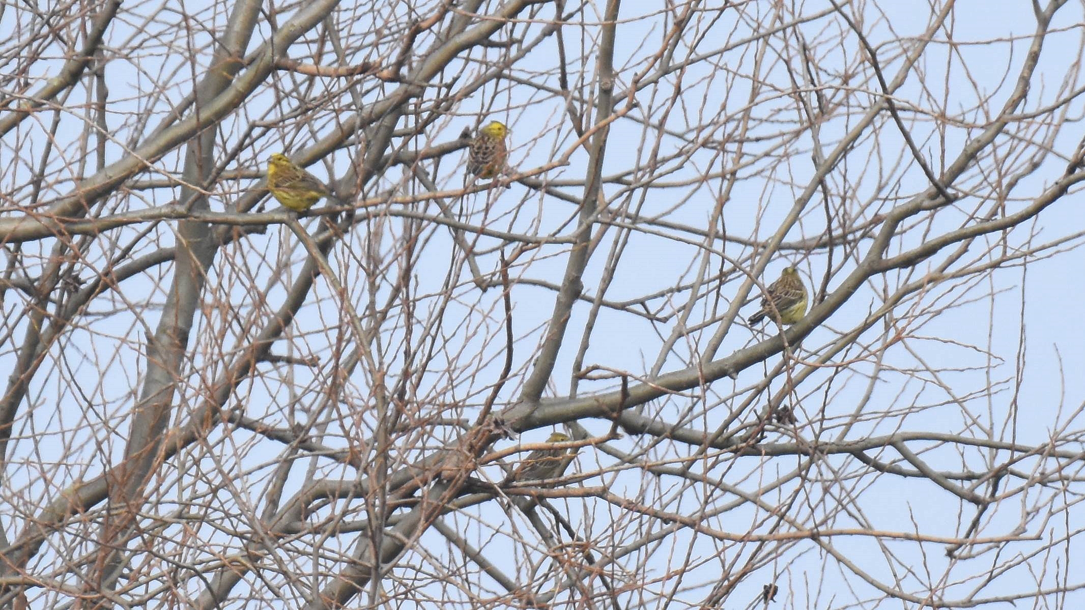 ID Confirmação Emberiza leucocephalos Emberiza%20citrinella