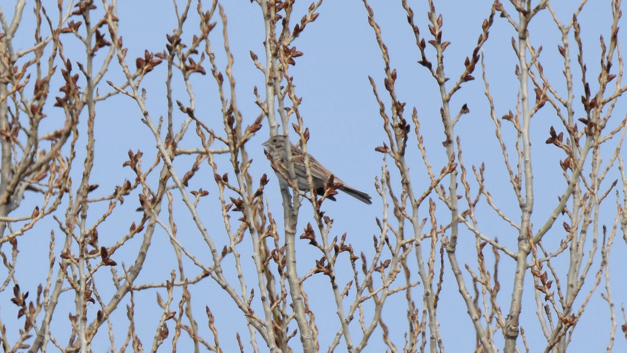 ID Confirmação Emberiza leucocephalos Emberiza%20leucocephalos