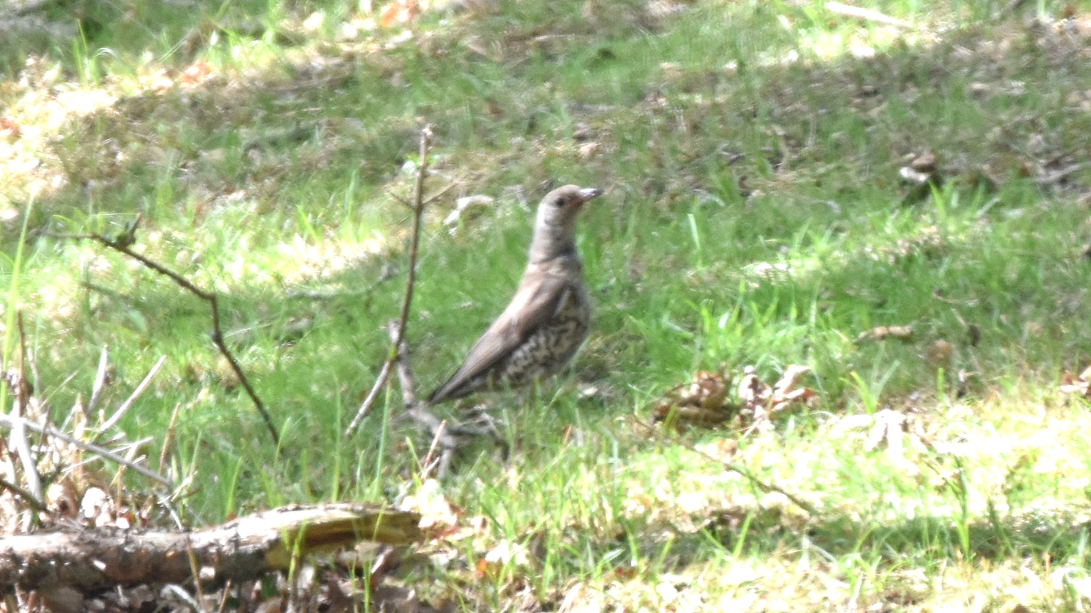 ID: Tordoveia Turdus viscivorus ????? Tordoveia