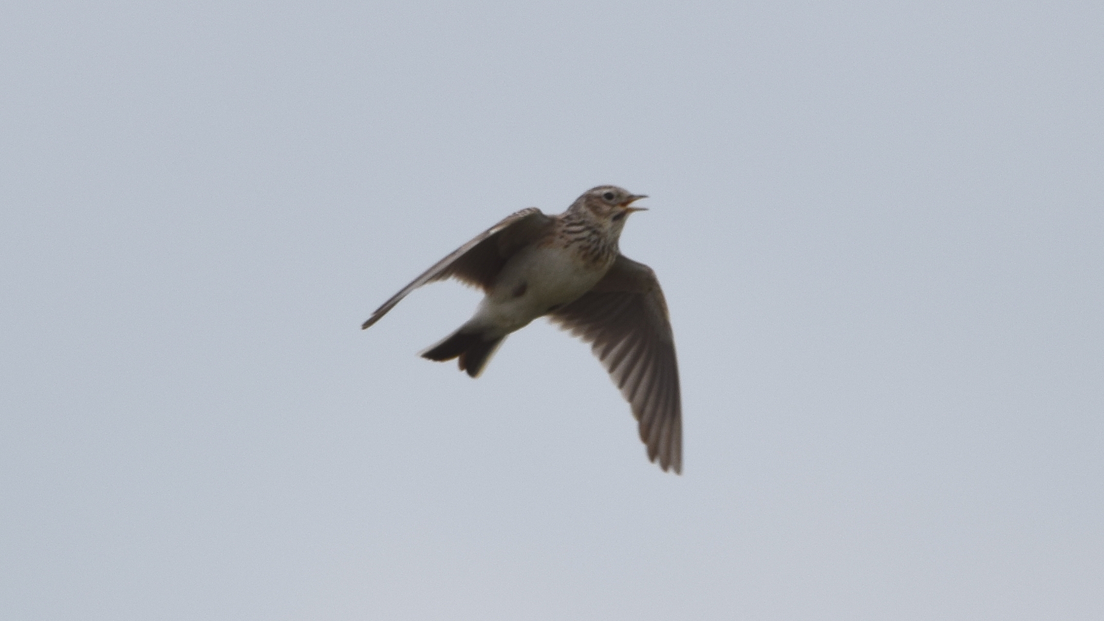 Confirmação ID: Laverca Alauda arvensis ? Veldleeuwerik%20(2)