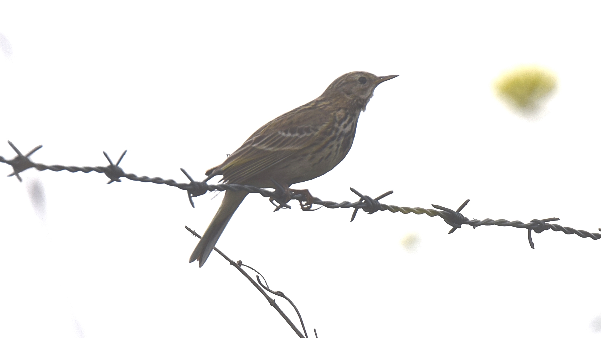 Confirmação ID: Laverca Alauda arvensis ? Veldleeuwerik