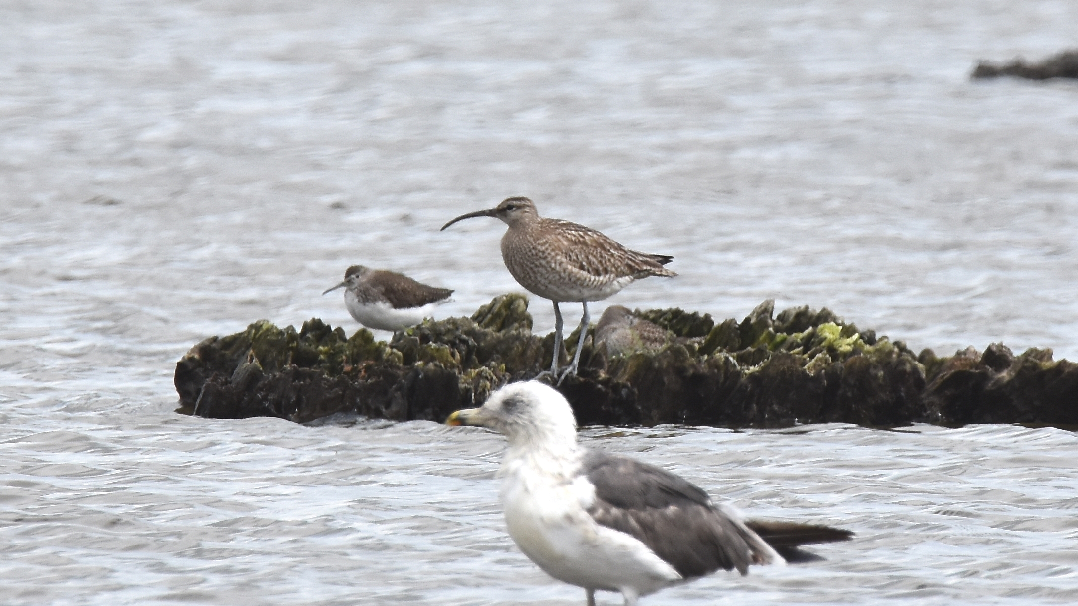  ID destes passeriformes Macarico