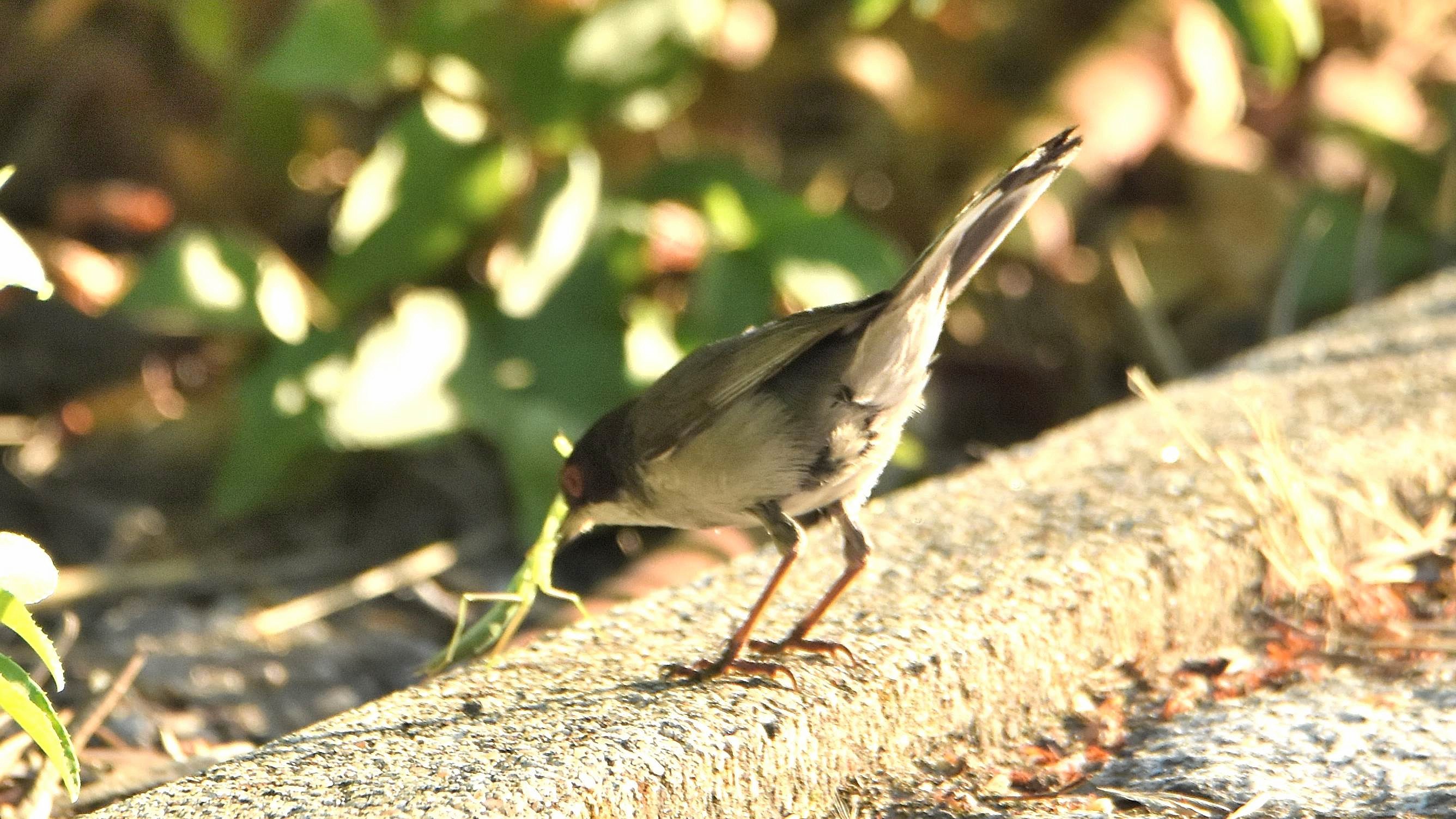 ID:  passeriformes e rapina Onbekend1%20(3)