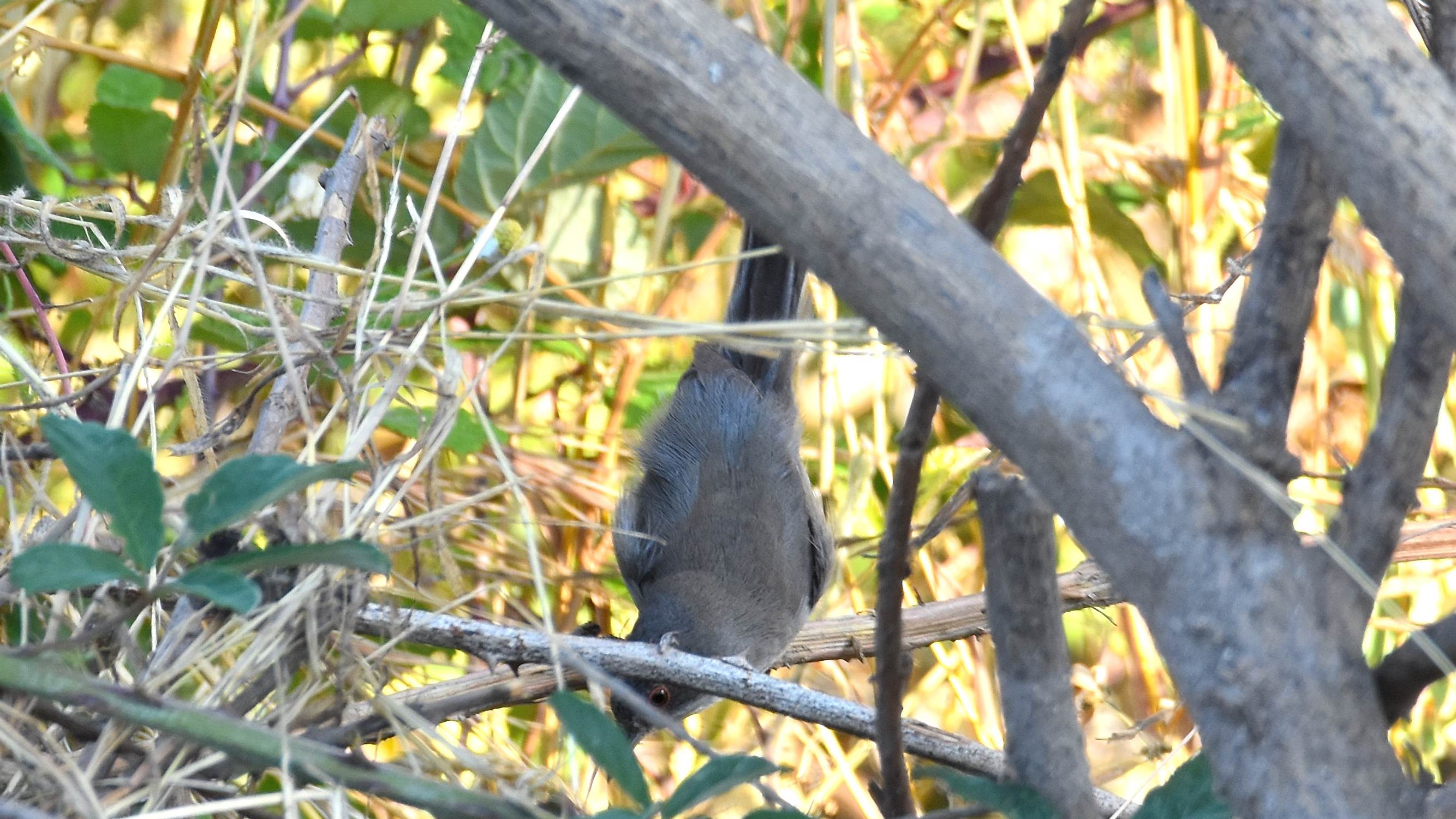 ID:  passeriformes e rapina Onbekend1%20(4)