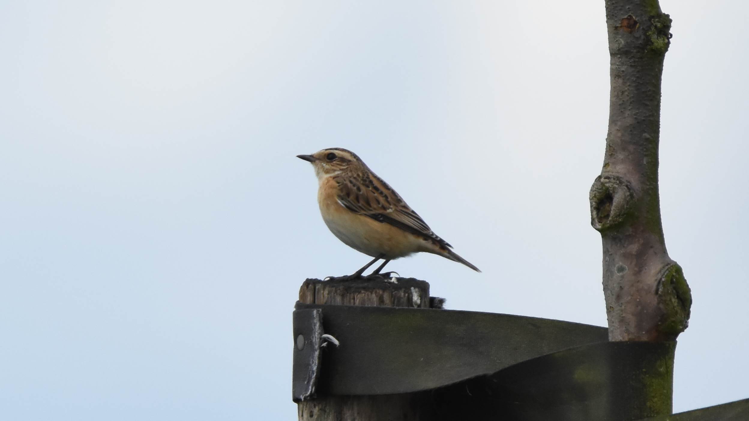 Id passeriformes Paapje