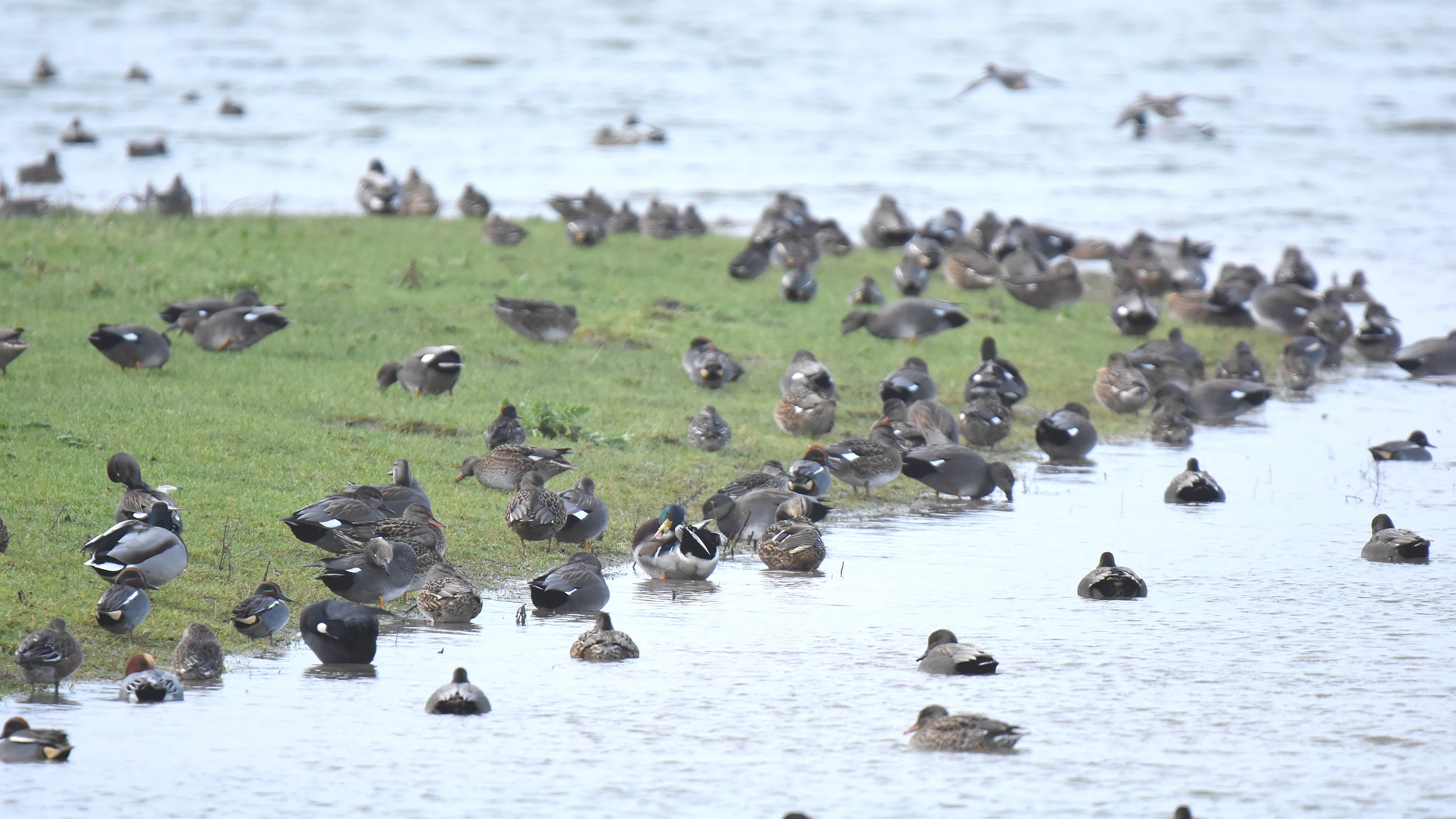 ID Confirmação Anatídeos Patos