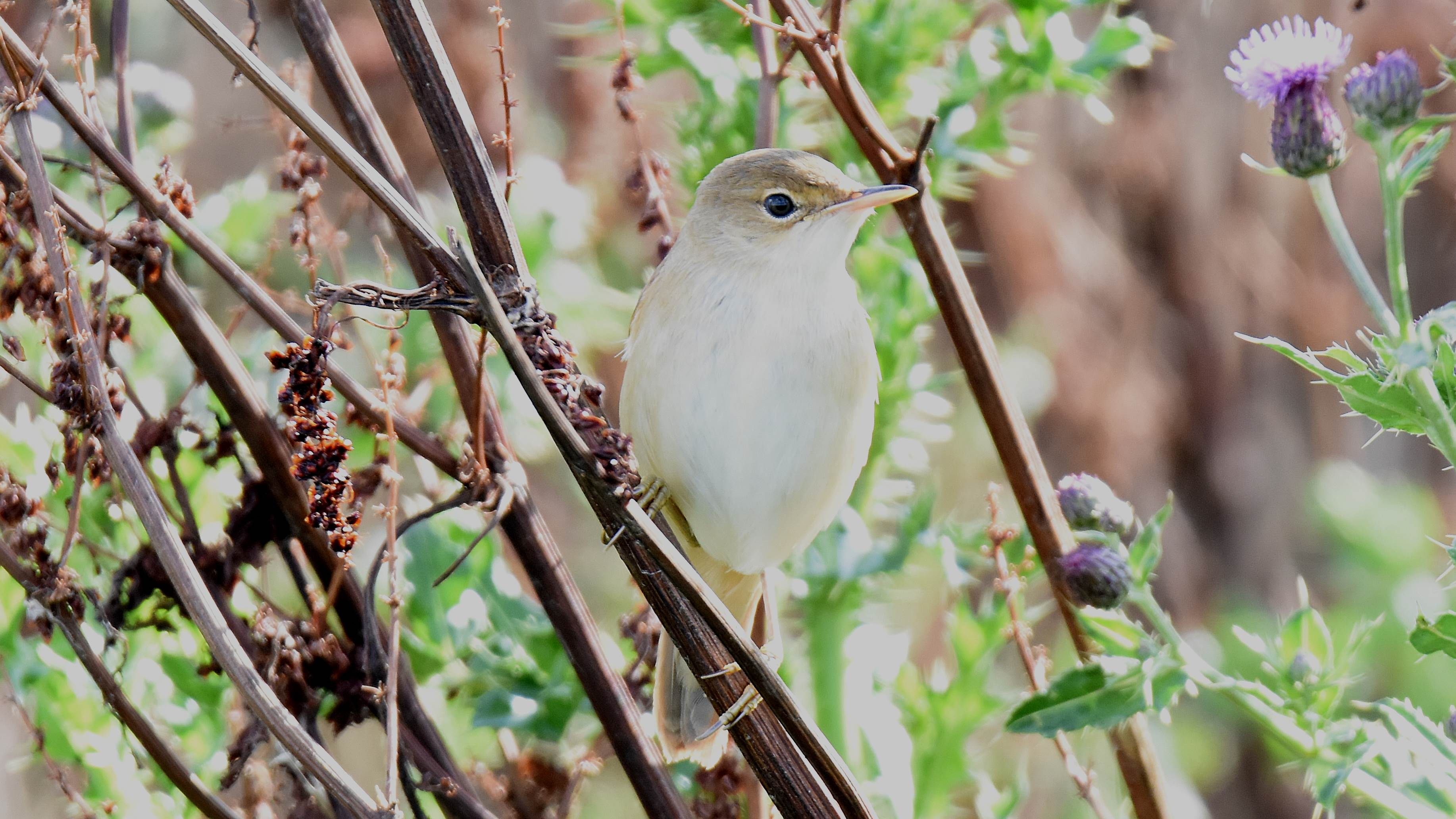 Id passeriformes Spotvogel5