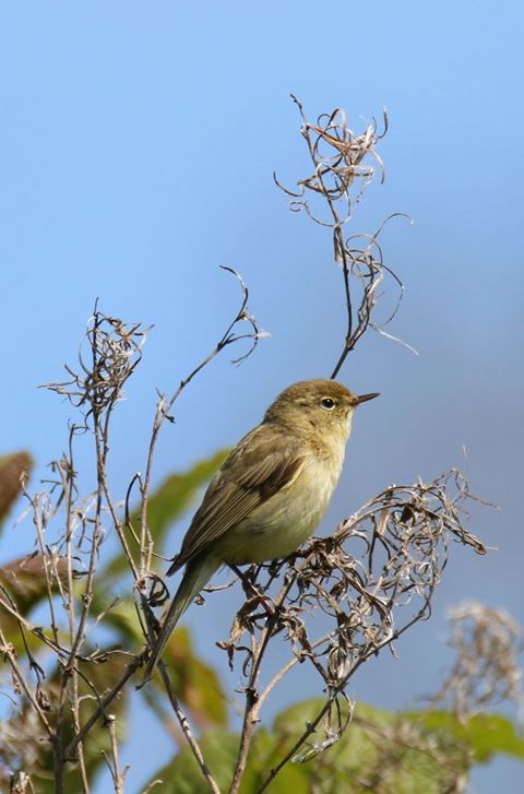 id: felosa iberica ou comum ???? Tjiftjaf