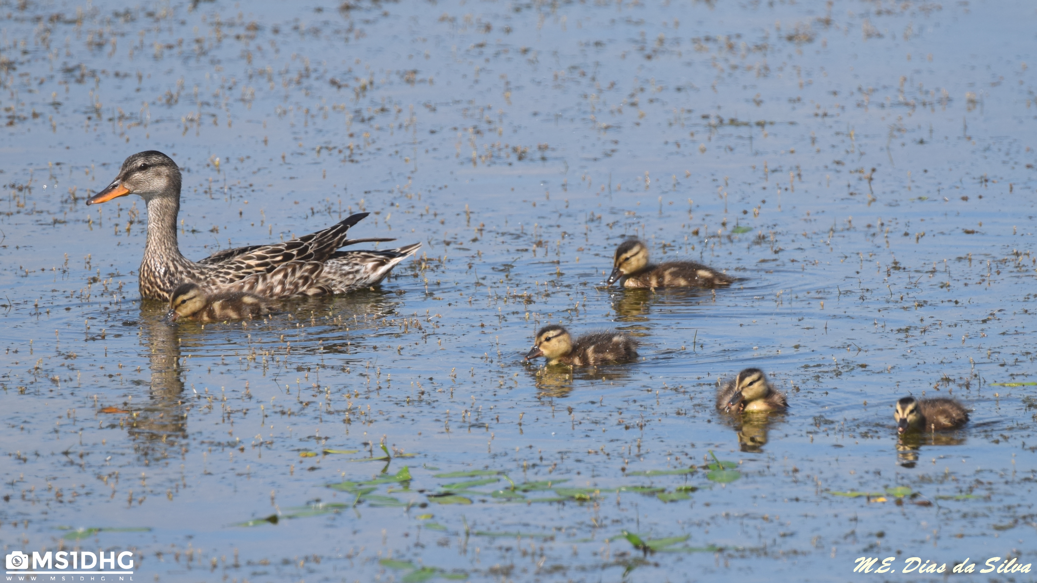 Familias aumentando Frisada