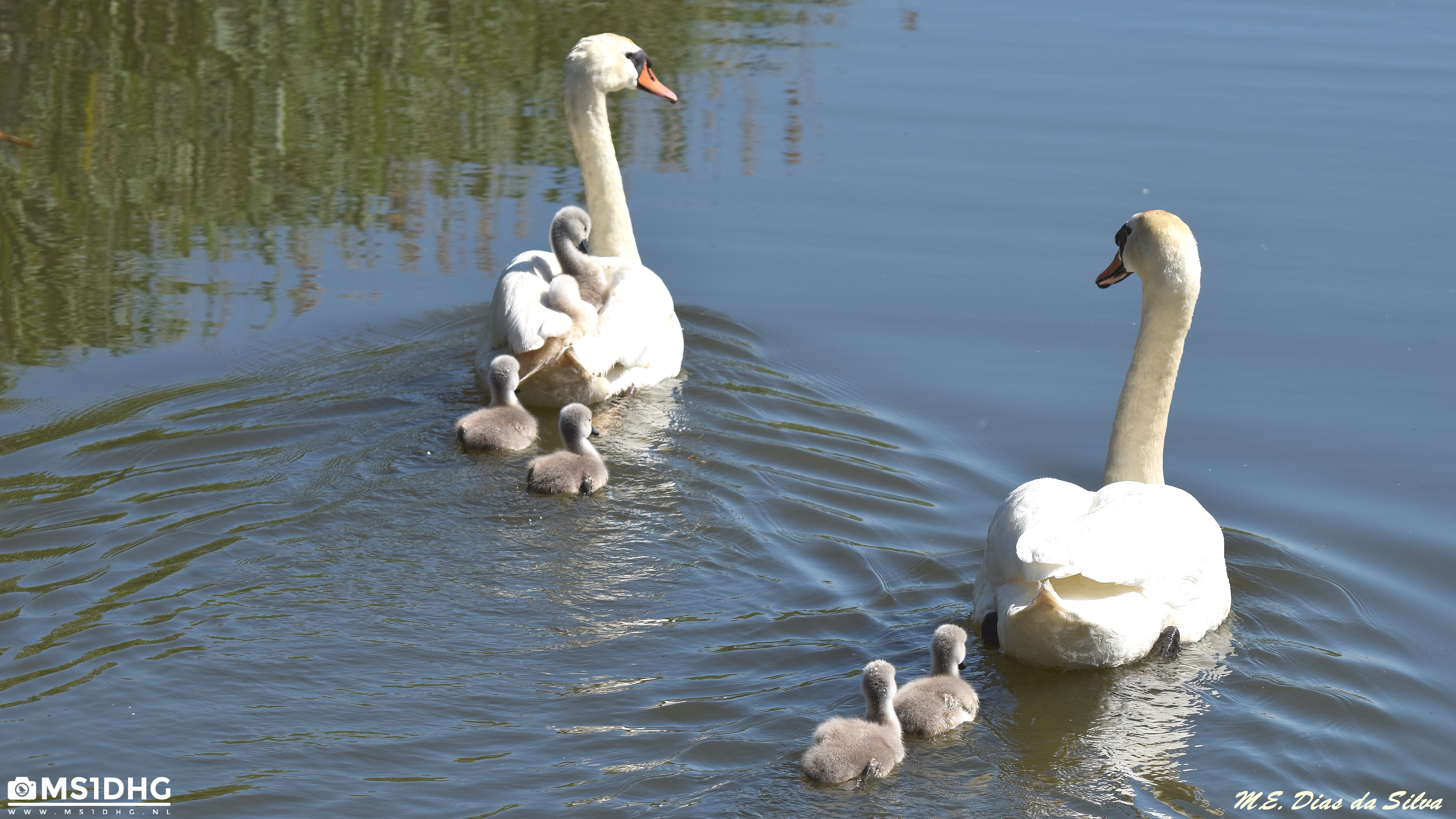 Familias aumentando Cisne%20branco