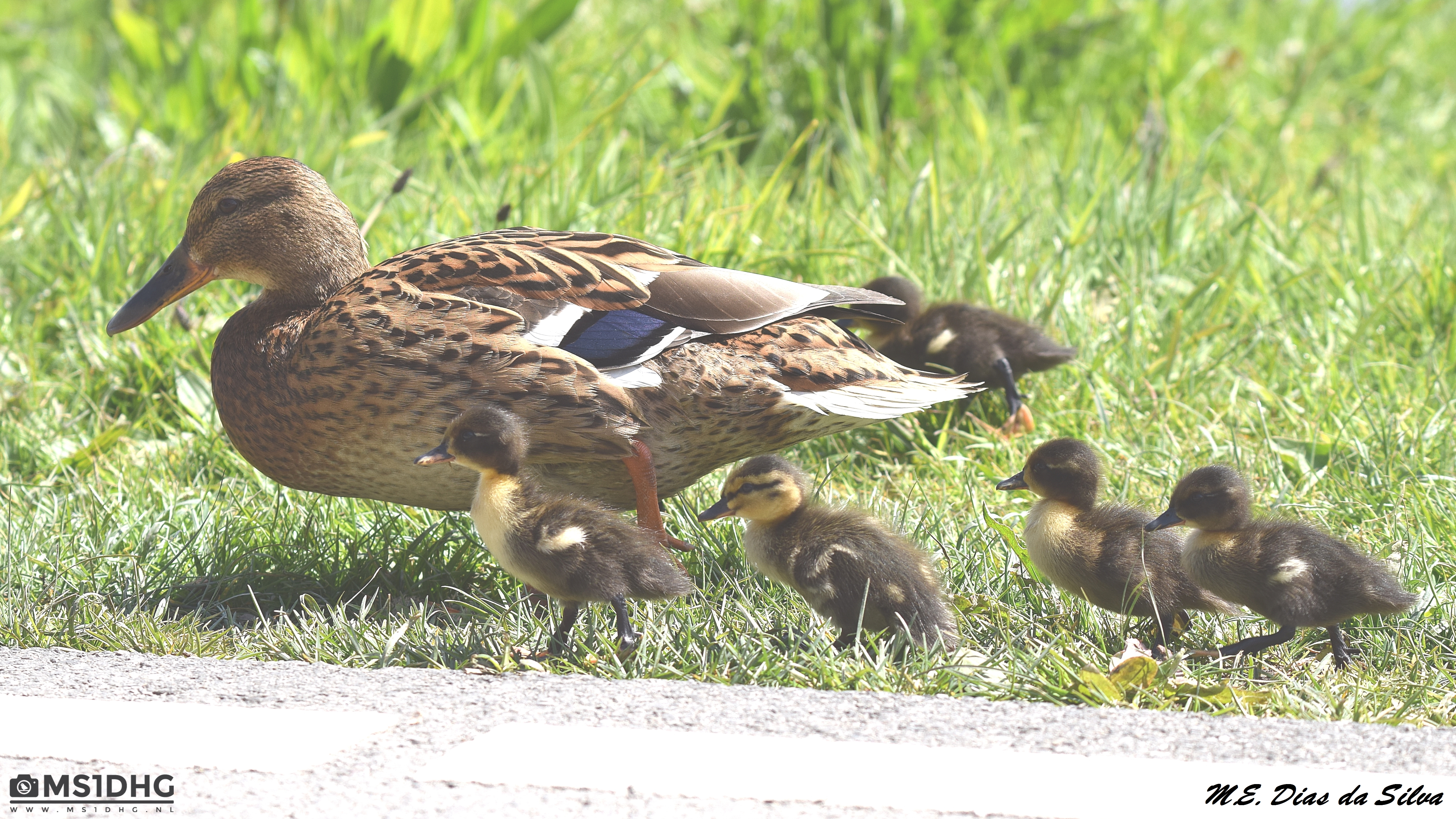 Familias aumentando Pato%20real