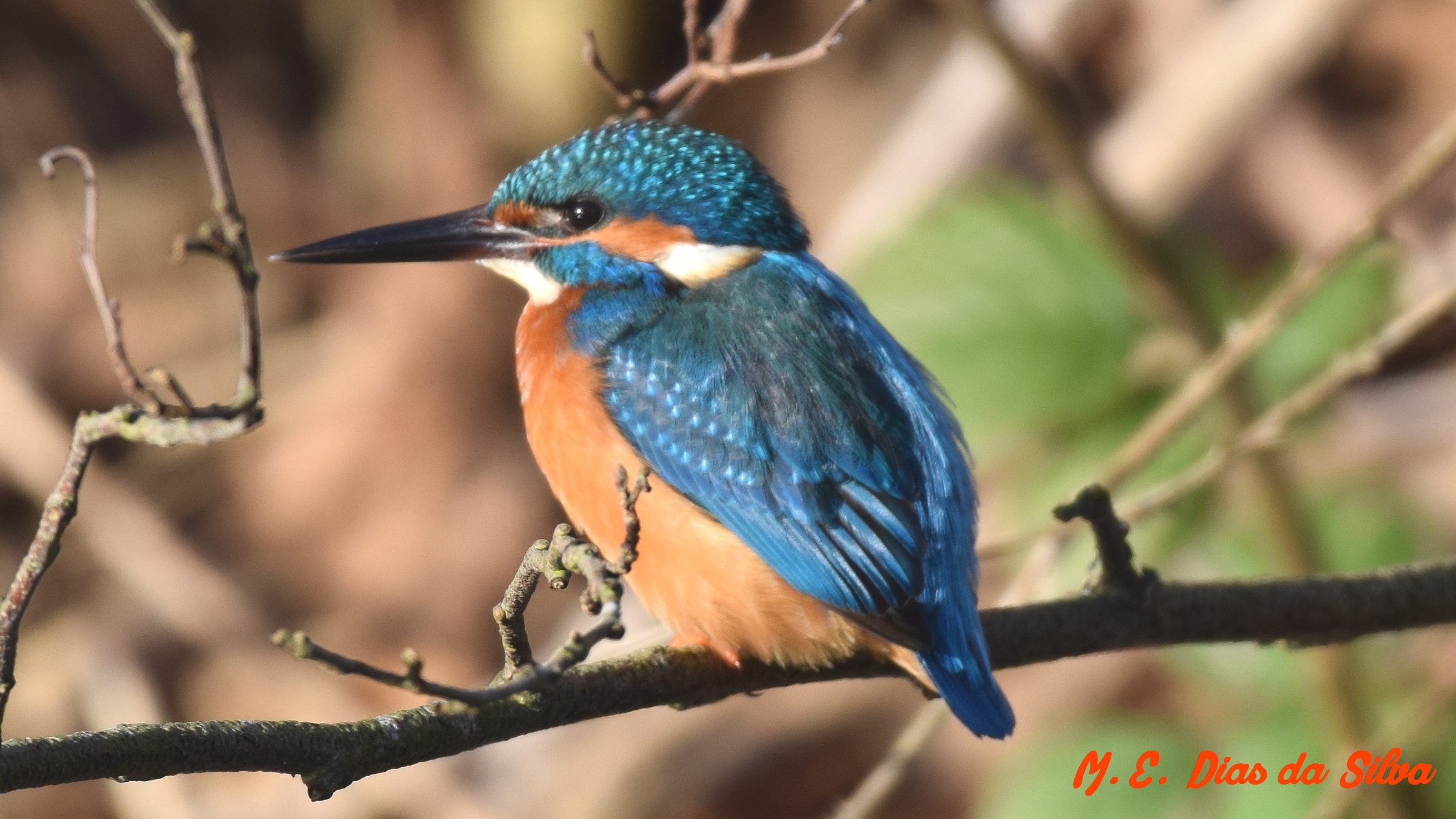  Guarda-rios (Alcedo atthis) Pica%20peixe