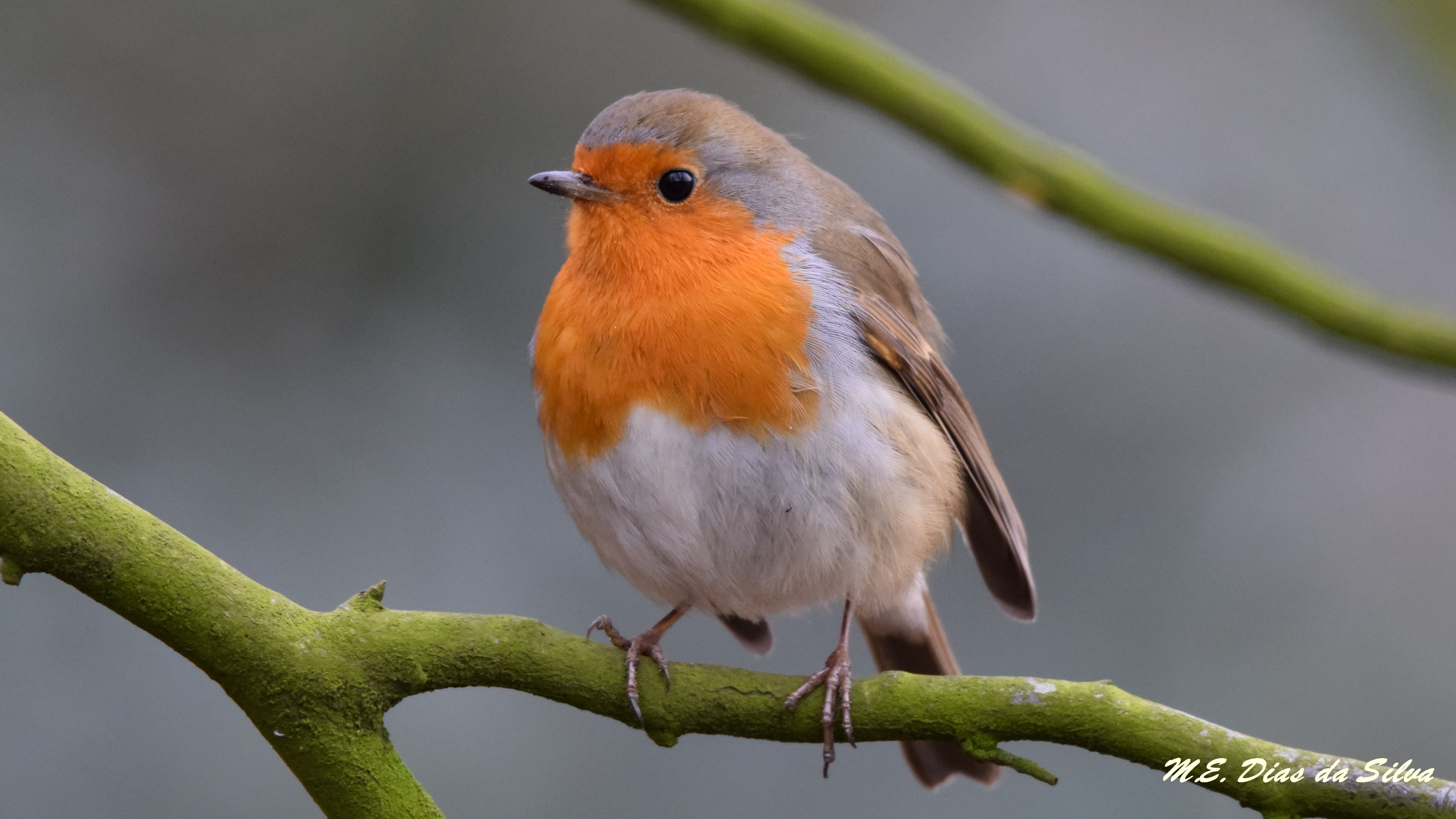 Pisco-de-peito-ruivo (Erithacus rubecula) Pisco%20ruivo