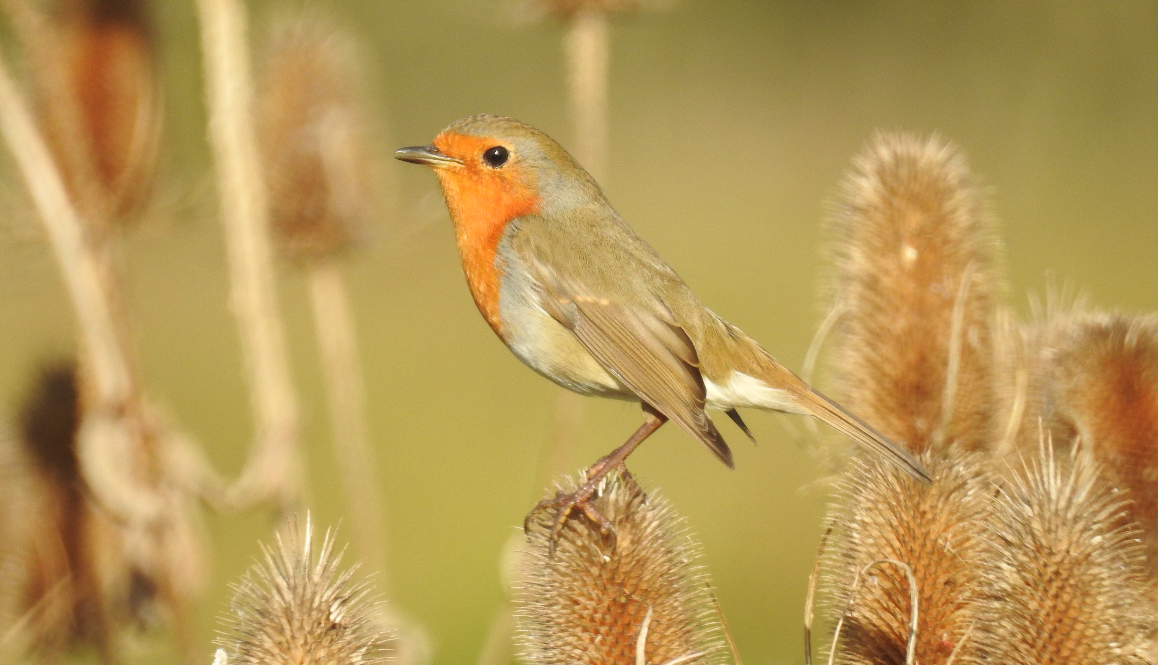 Pisco-de-peito-ruivo (Erithacus rubecula) Pisco5