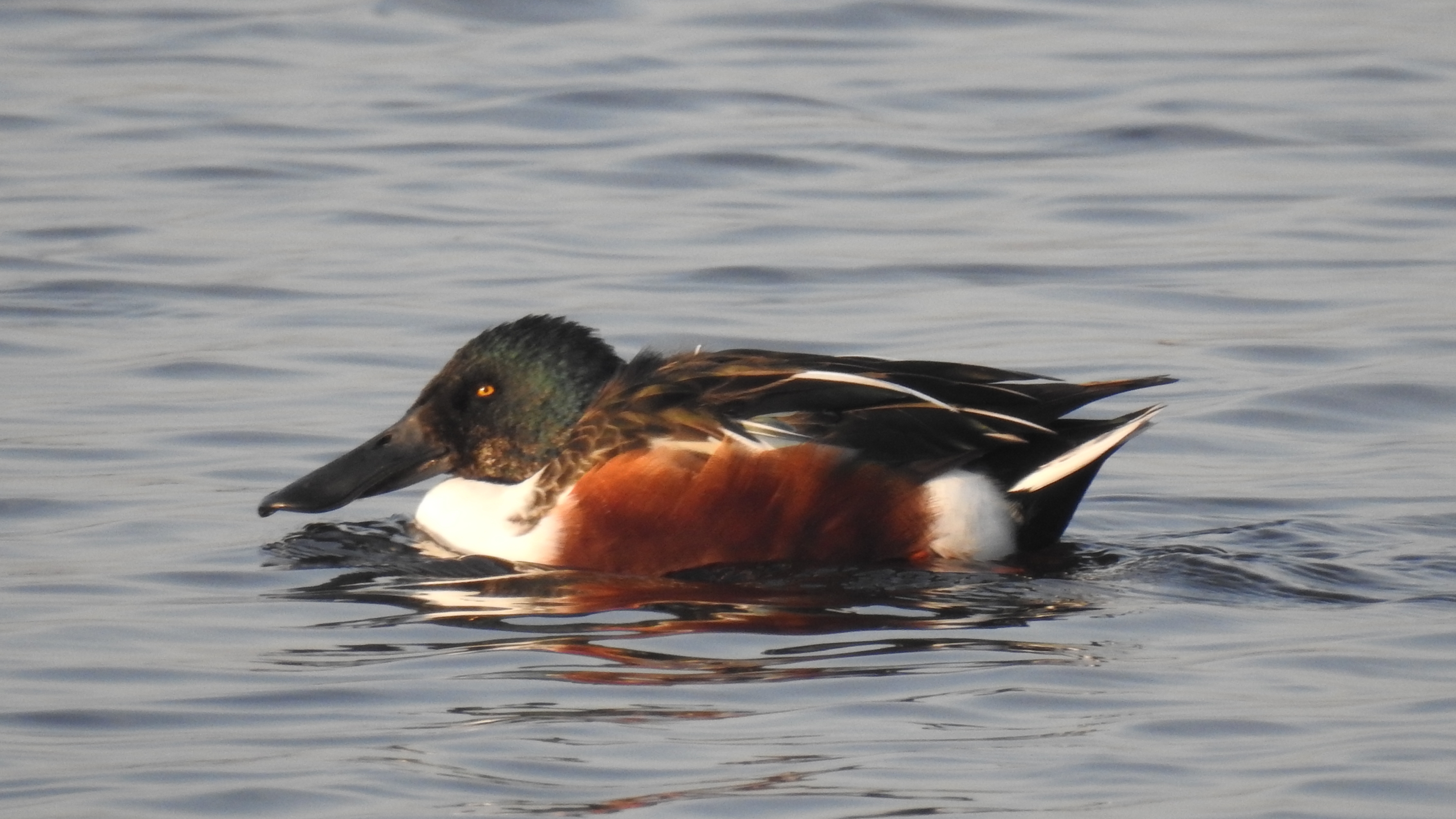 hoje dia de gansos e patos Slobeend